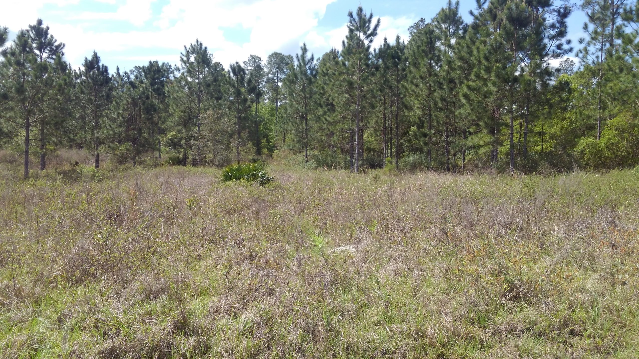 Sold! 37 Acres Winding River Preserve