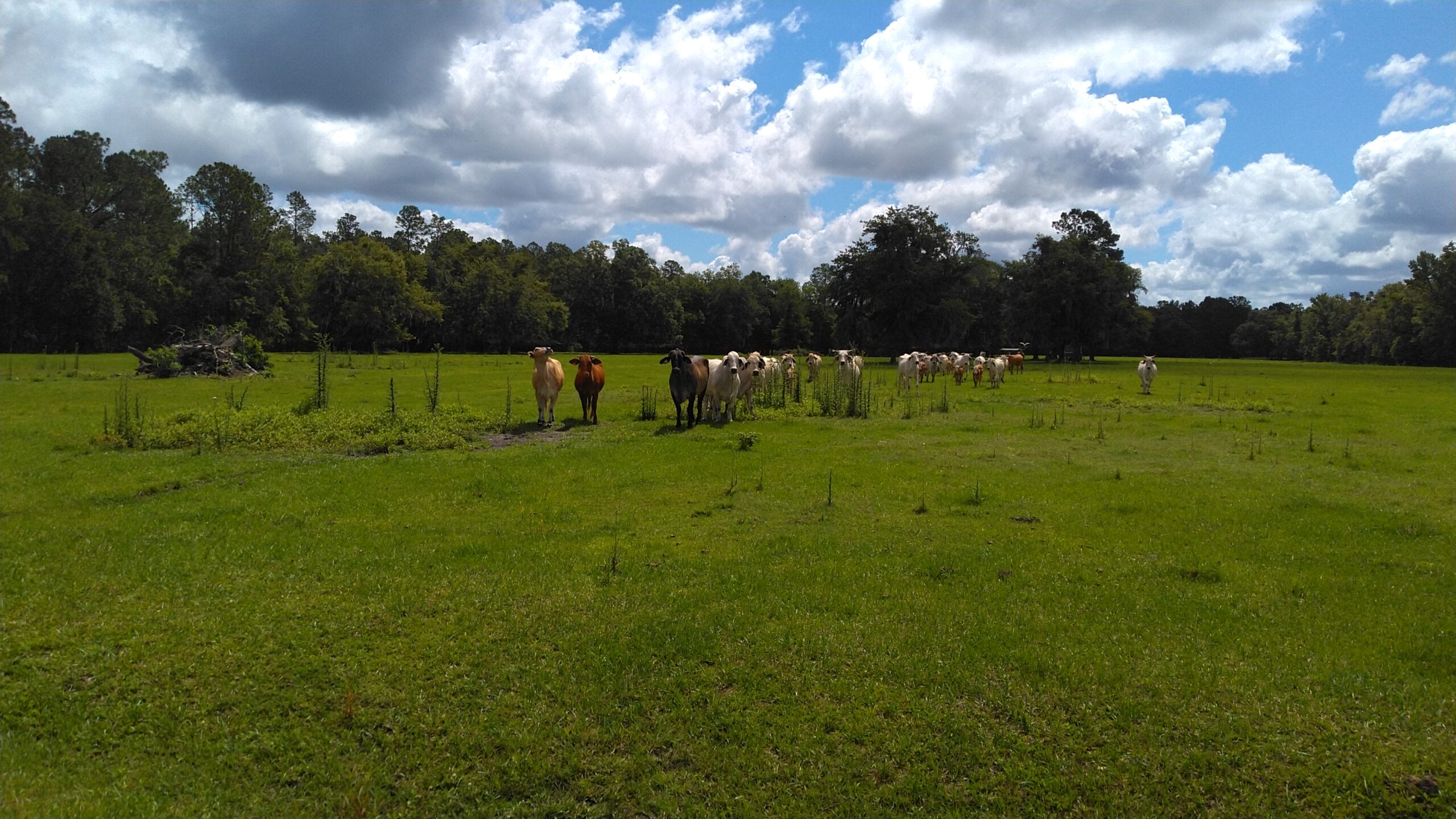 76-Acres Alachua, Florida: Blend of Pasture and Woodland